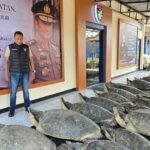Polda Bali mengamankan 22 penyu hijau di Pulau Serangan.