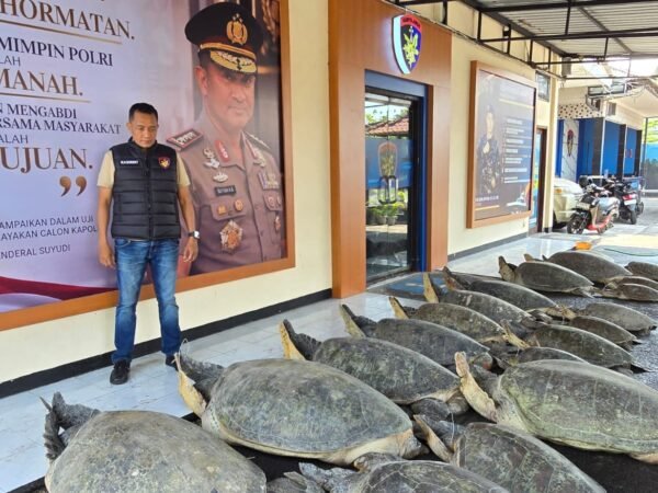 Polda Bali mengamankan 22 penyu hijau di Pulau Serangan.
