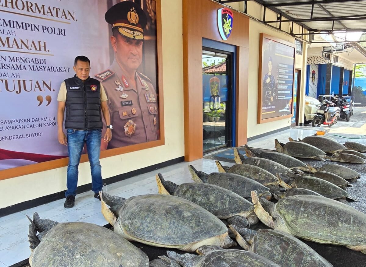 Polda Bali mengamankan 22 penyu hijau di Pulau Serangan.