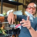 Bali Tropical Parrot kembangkan usaha burung paruh bengkok di Denpasar.