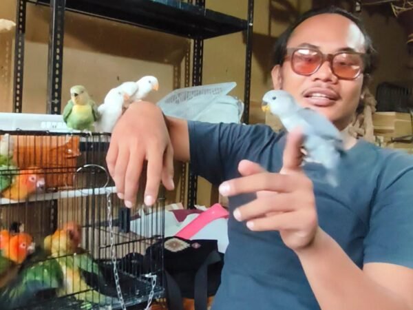 Bali Tropical Parrot kembangkan usaha burung paruh bengkok di Denpasar.
